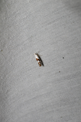 Argyresthia oreasella