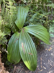 Veratrum fimbriatum