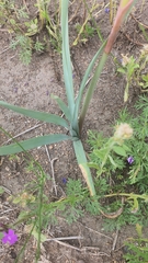 Zephyranthes drummondii
