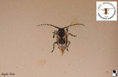 Eupromerella plaumanni