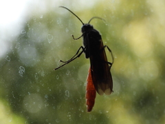 Elaphroptera