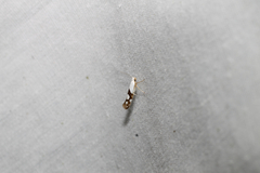 Argyresthia oreasella