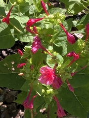 Mirabilis