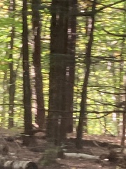 Hylocichla mustelina