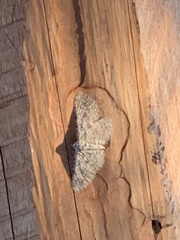 Anavitrinella pampinaria