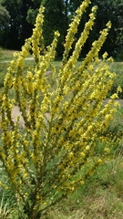 Verbascum speciosum