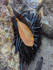 Echinoidea