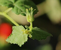 Malvaviscus arboreus