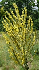 Verbascum speciosum