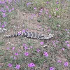 Tiliqua scincoides