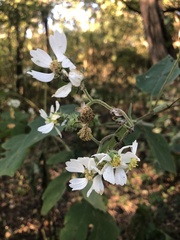Polymnia canadensis