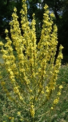 Verbascum speciosum
