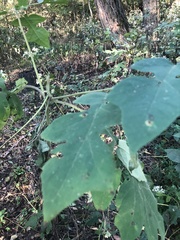 Polymnia canadensis