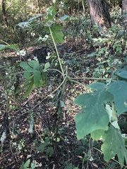 Polymnia canadensis