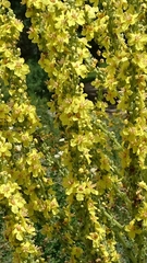 Verbascum speciosum