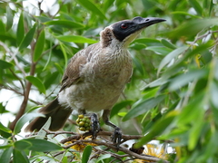Philemon argenticeps