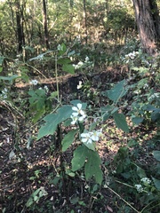 Polymnia canadensis