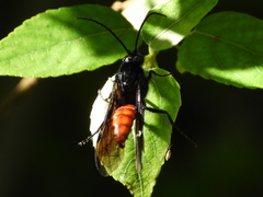 Elaphroptera
