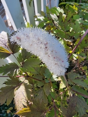 Actaea pachypoda