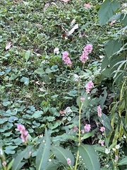 Persicaria maculosa