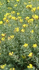 Chamaecytisus austriacus