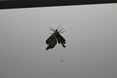 Pasiphila rectangulata