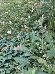 Persicaria maculosa