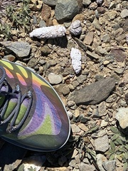 Vulpes vulpes necator