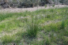 Xanthorrhoea minor lutea