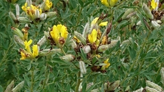 Chamaecytisus austriacus