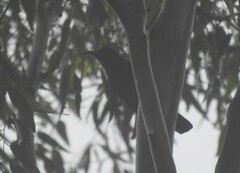 Ptiloris paradiseus