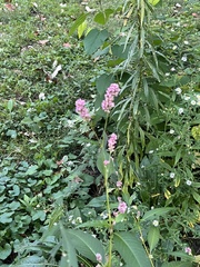Persicaria maculosa