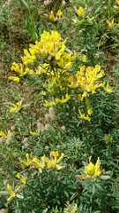 Chamaecytisus austriacus
