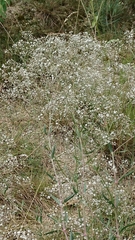 Gypsophila paniculata