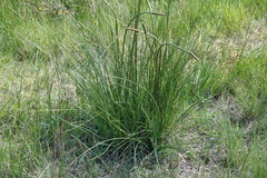 Xanthorrhoea minor lutea
