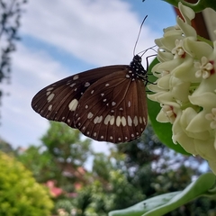 Euploea core corinna