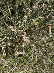 Melaleuca lanceolata