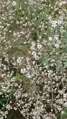 Gypsophila paniculata
