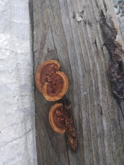 Gloeophyllales