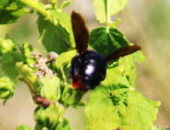 Xylocopa