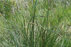 Xanthorrhoea minor lutea
