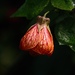 Callianthe striata - Photo (c) Luis Alejandro Bernal Romero http://aztlek.com, some rights reserved (CC BY-SA)