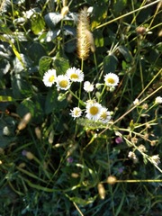 Erigeron