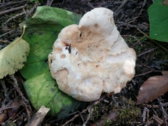 Hypomyces lateritius