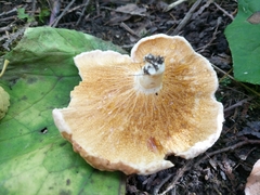 Hypomyces lateritius