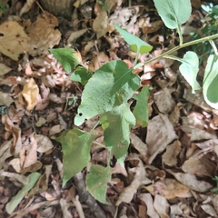 Symphyotrichum drummondii
