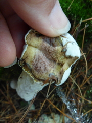 Hypomyces completus