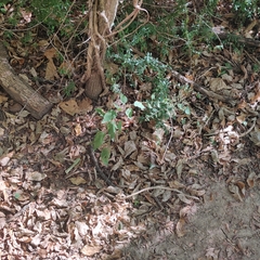 Symphyotrichum drummondii