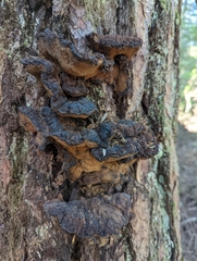 Ischnoderma benzoinum