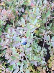 Vaccinium uliginosum